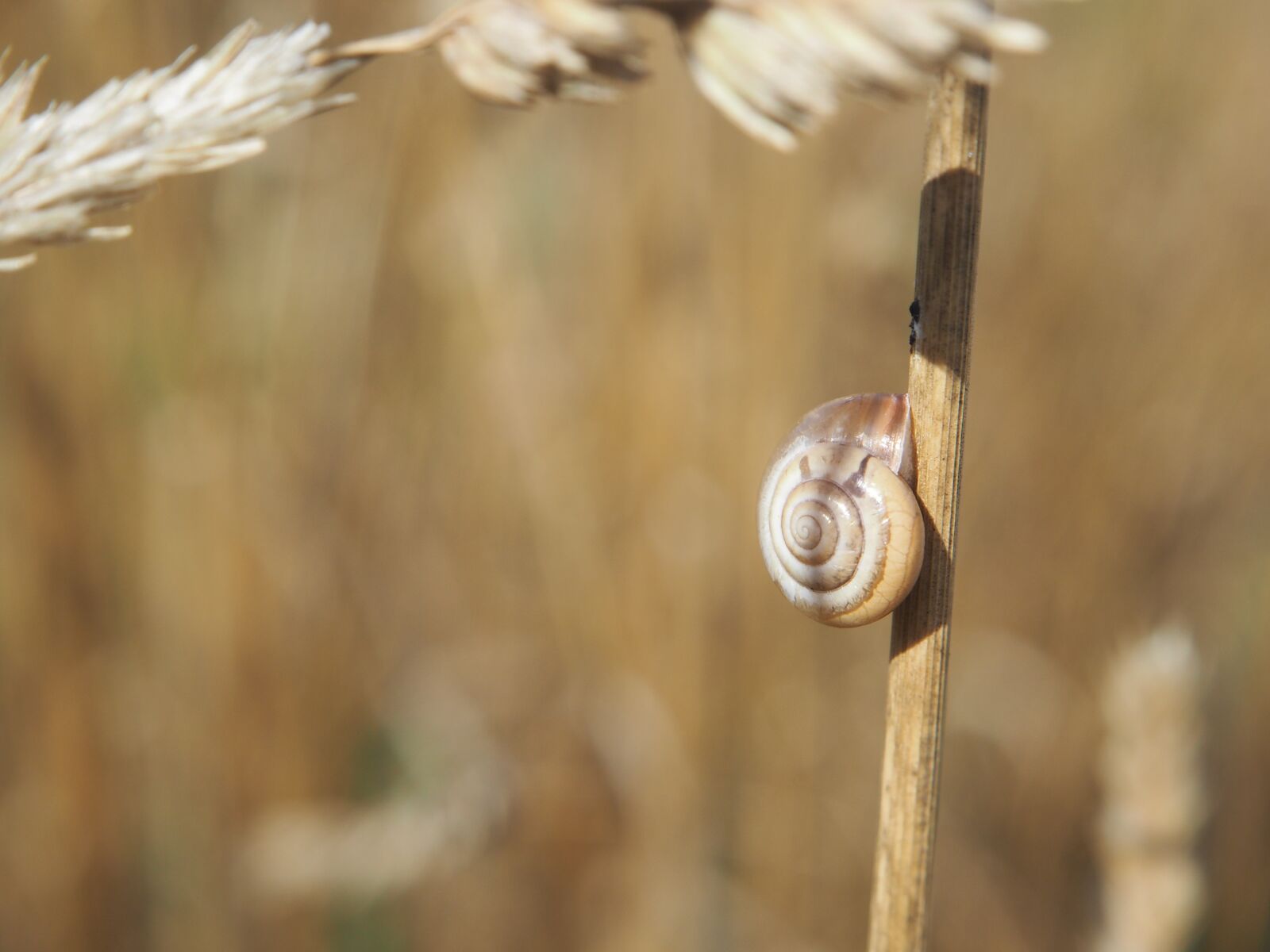 Olympus OM-D E-M10 sample photo. Snail, shell, cereals photography