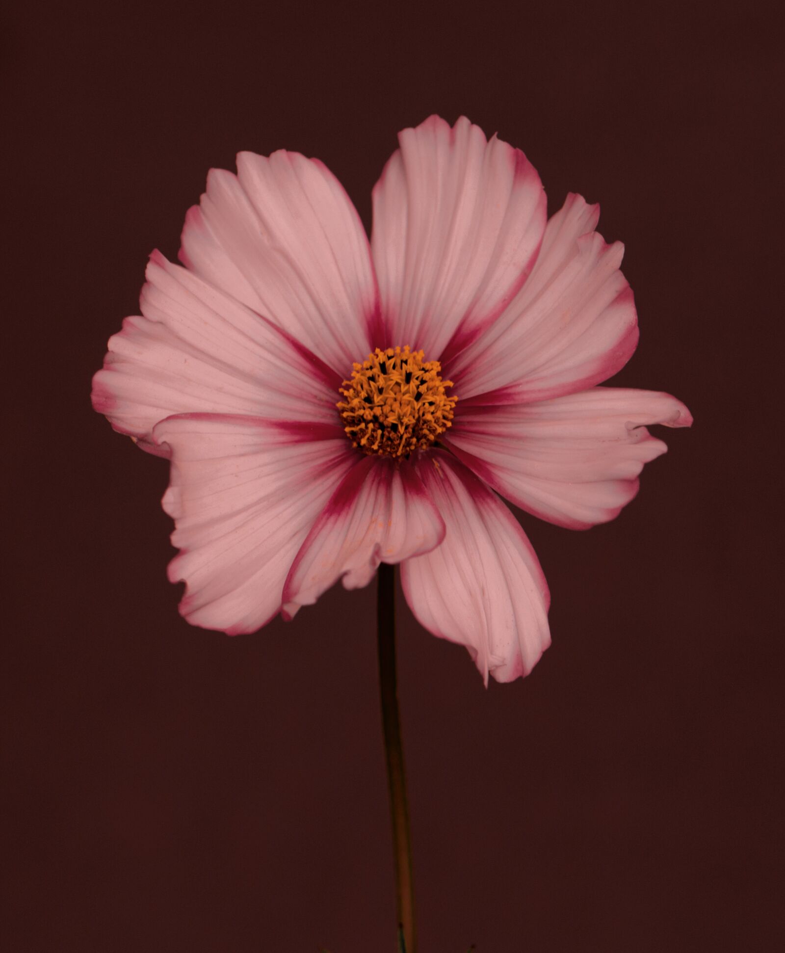 Nikon D5100 sample photo. Flower, petals, stem photography