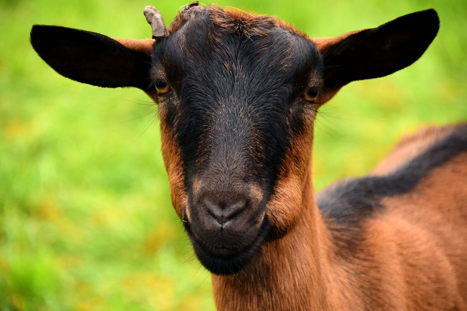 Nikon D3300 sample photo. Goat, billy goat, young photography