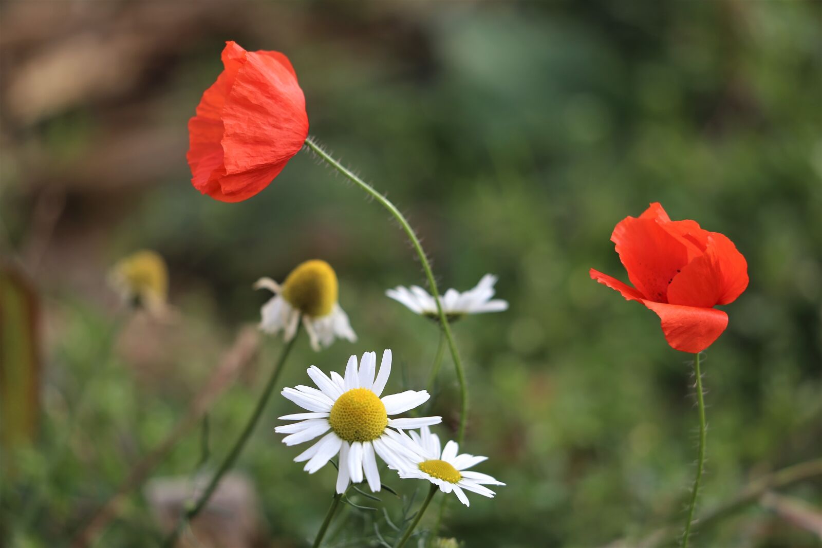 Canon EF 70-300 F4-5.6 IS II USM sample photo. Red poppy and chamomilla photography