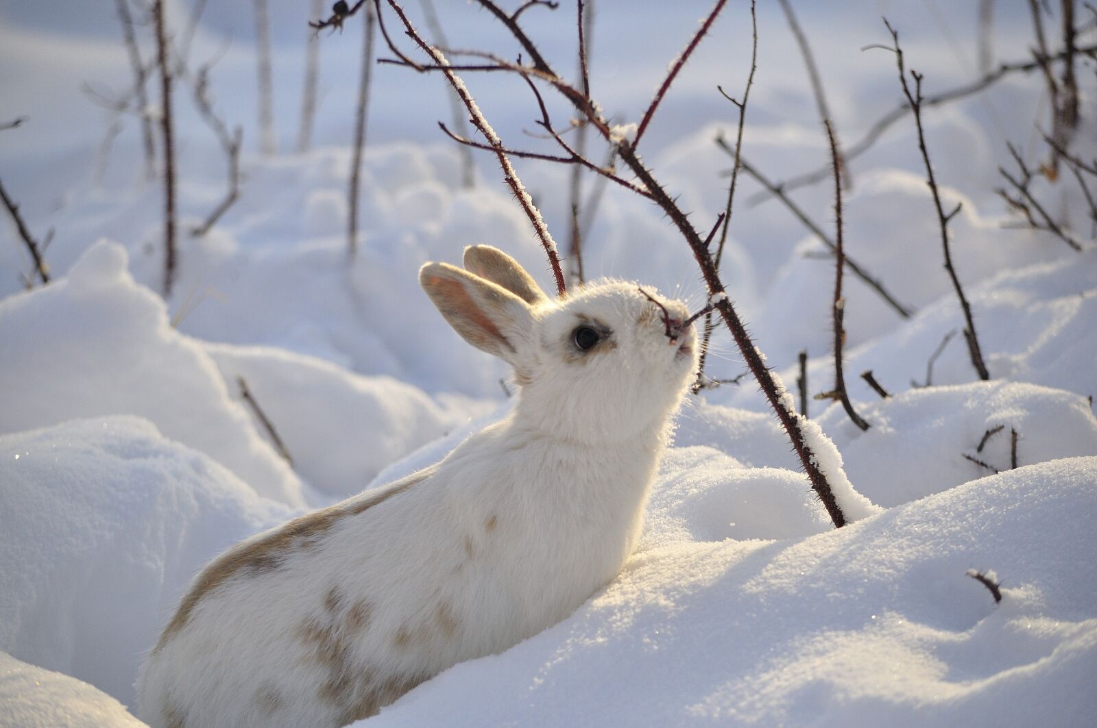 Nikon D5000 sample photo. Rabbit, wild, animal photography