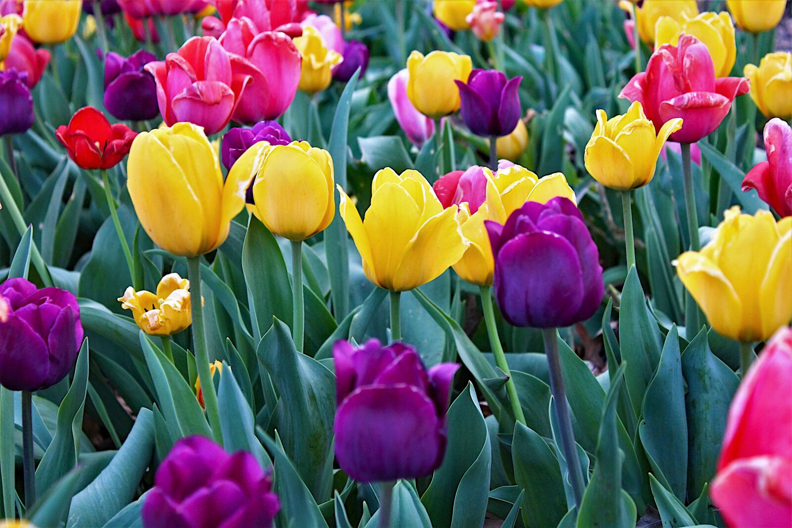 Canon EOS 1300D (EOS Rebel T6 / EOS Kiss X80) sample photo. Tulips, purple, yellow photography
