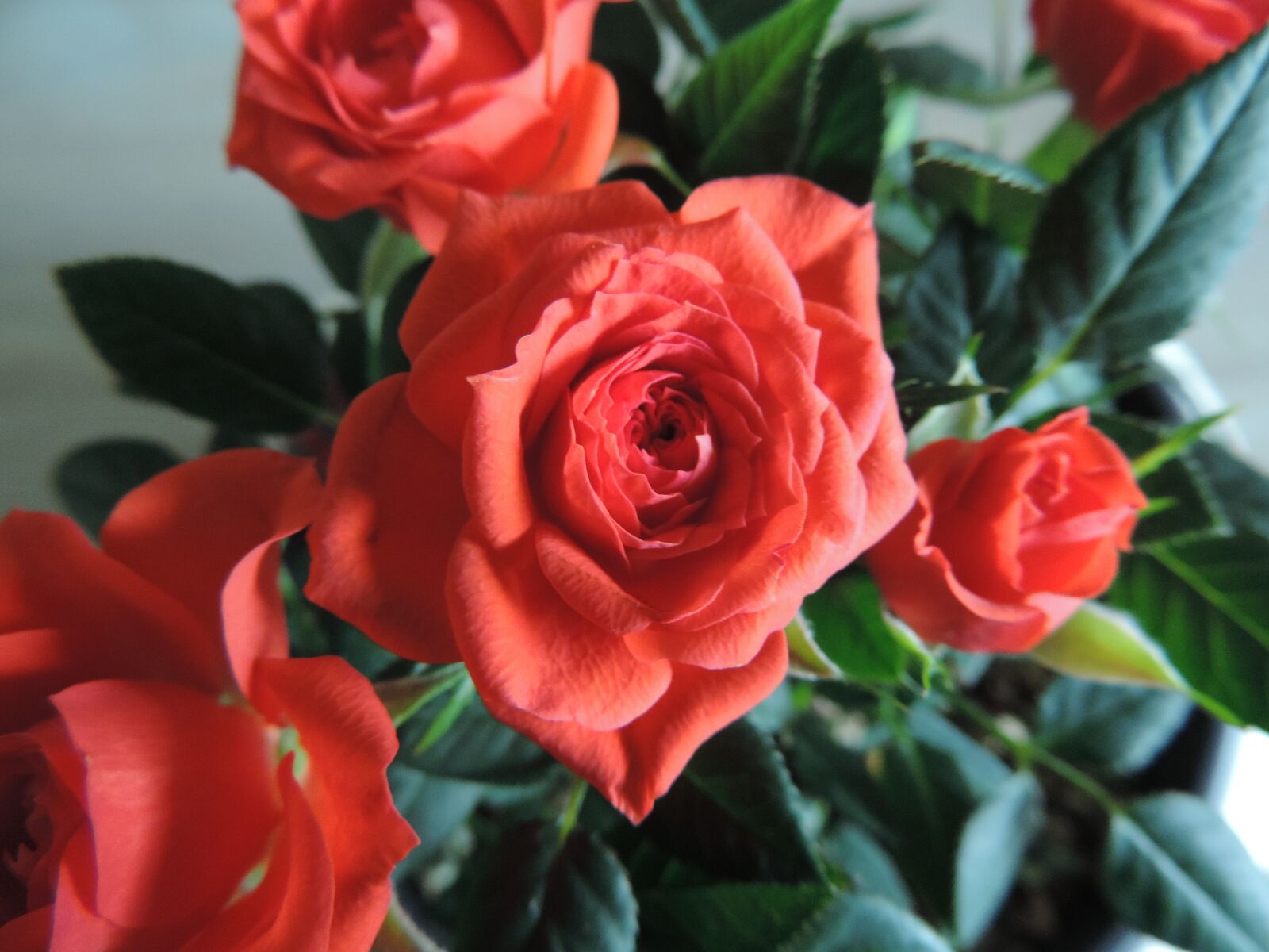 Nikon Coolpix P520 sample photo. Rose, rose bloom, flower photography