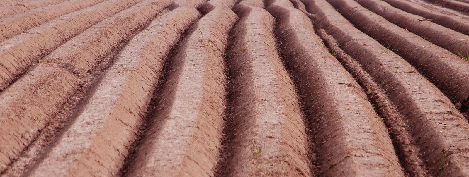 Sony SLT-A57 sample photo. Asparagus, spargelbeet, furrow photography
