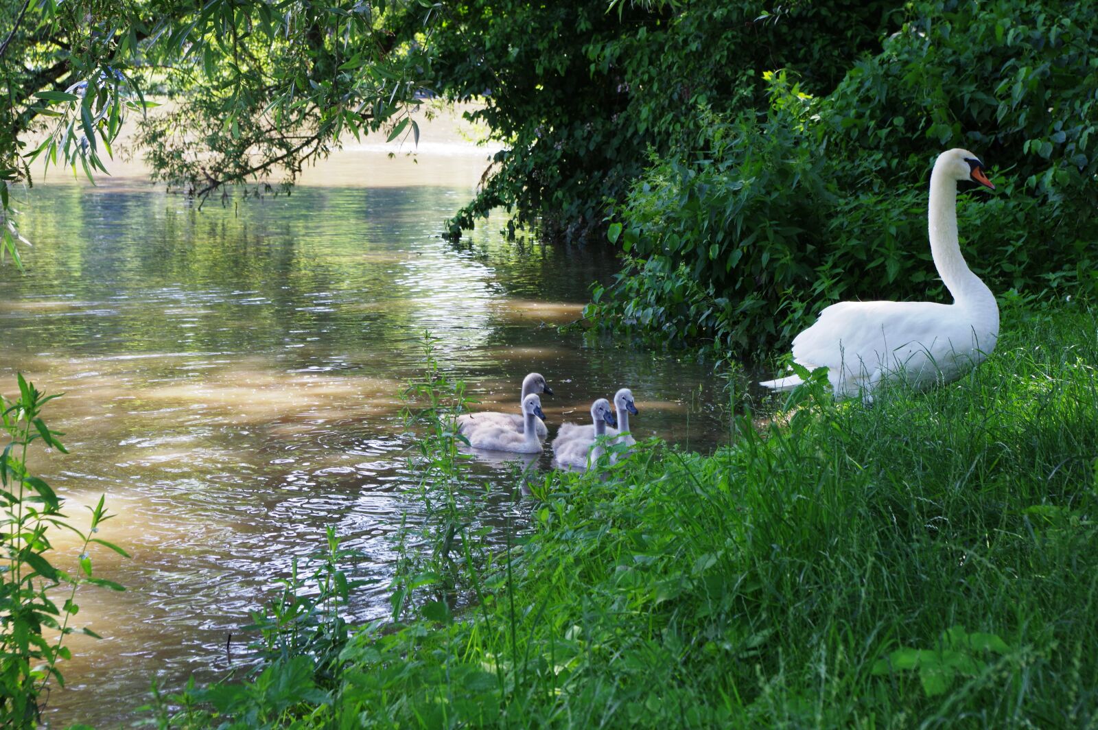 Pentax K-3 sample photo. Swan, swan chicks, swan photography