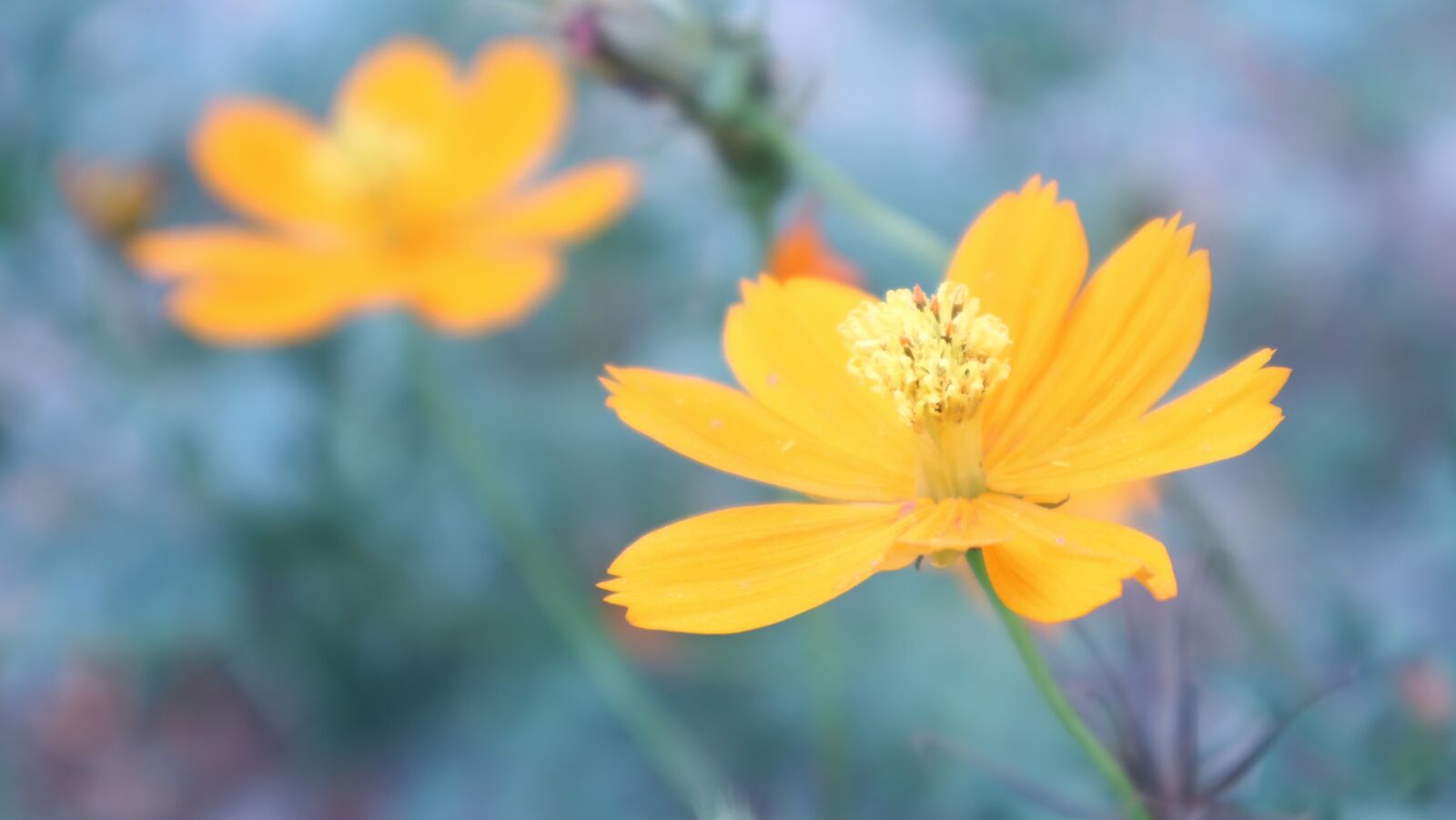 Canon EOS M3 sample photo. Flowers, yellow, nature photography