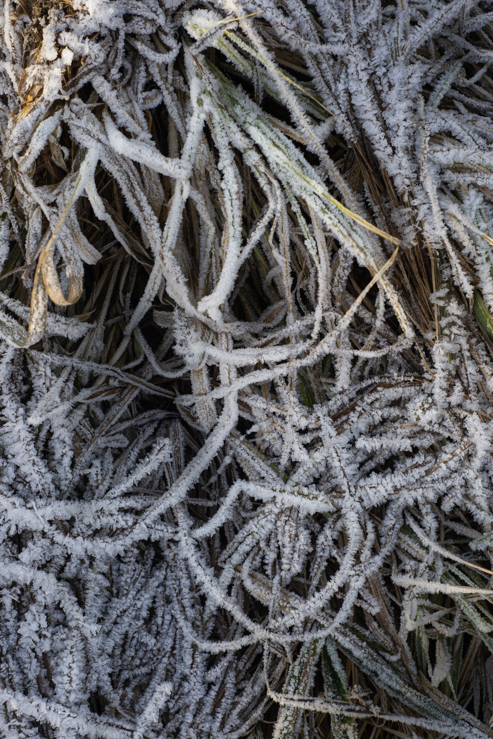 Nikon D610 sample photo. Ice, snow, cold photography