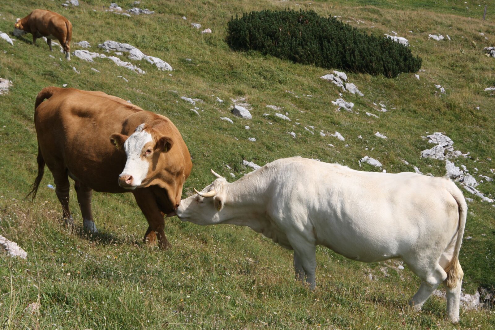 Canon EOS 1000D (EOS Digital Rebel XS / EOS Kiss F) sample photo. Alm, alpine dairy farming photography