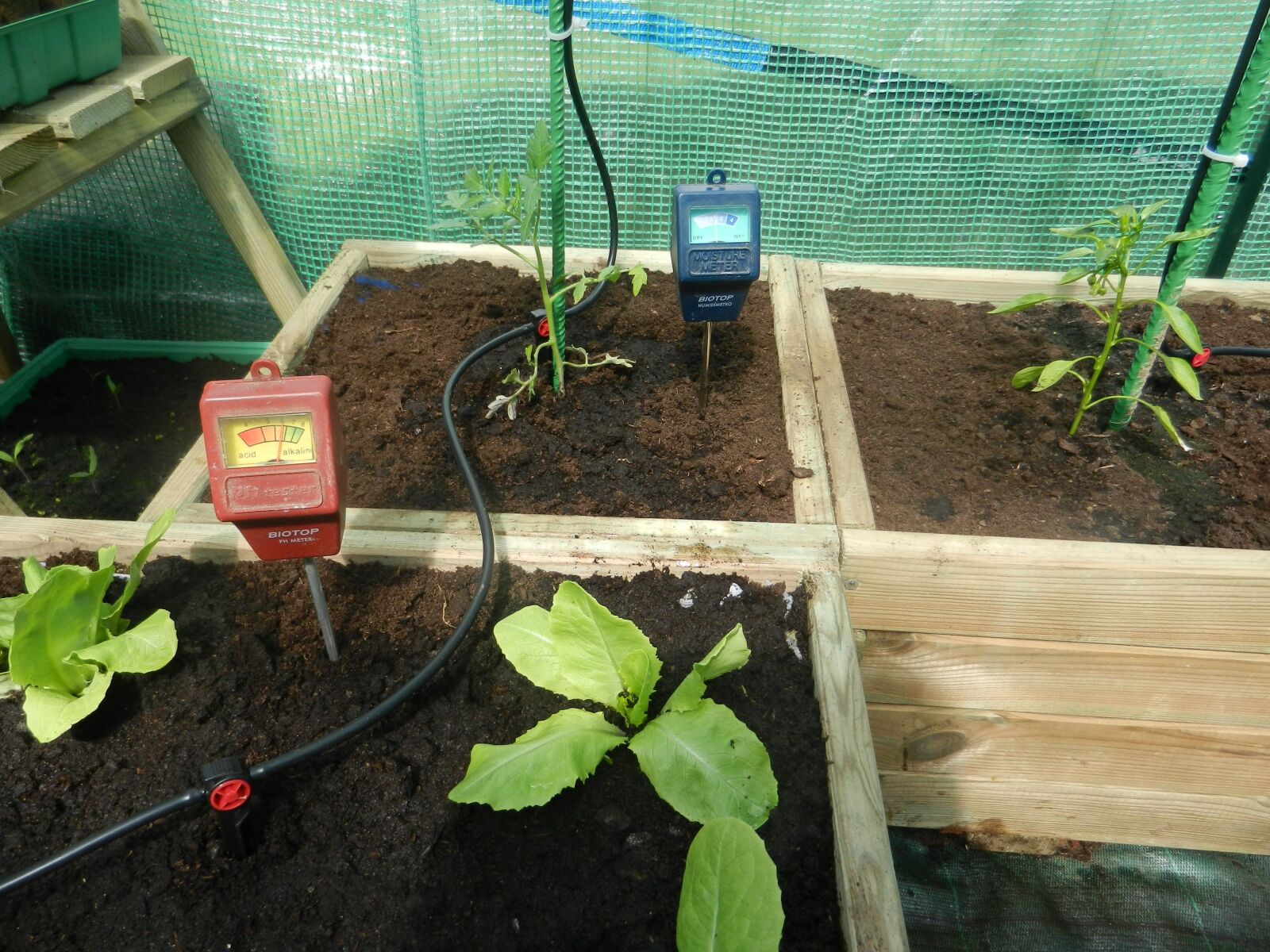Nikon Coolpix S9100 sample photo. Planters, greenhouse, lettuce photography