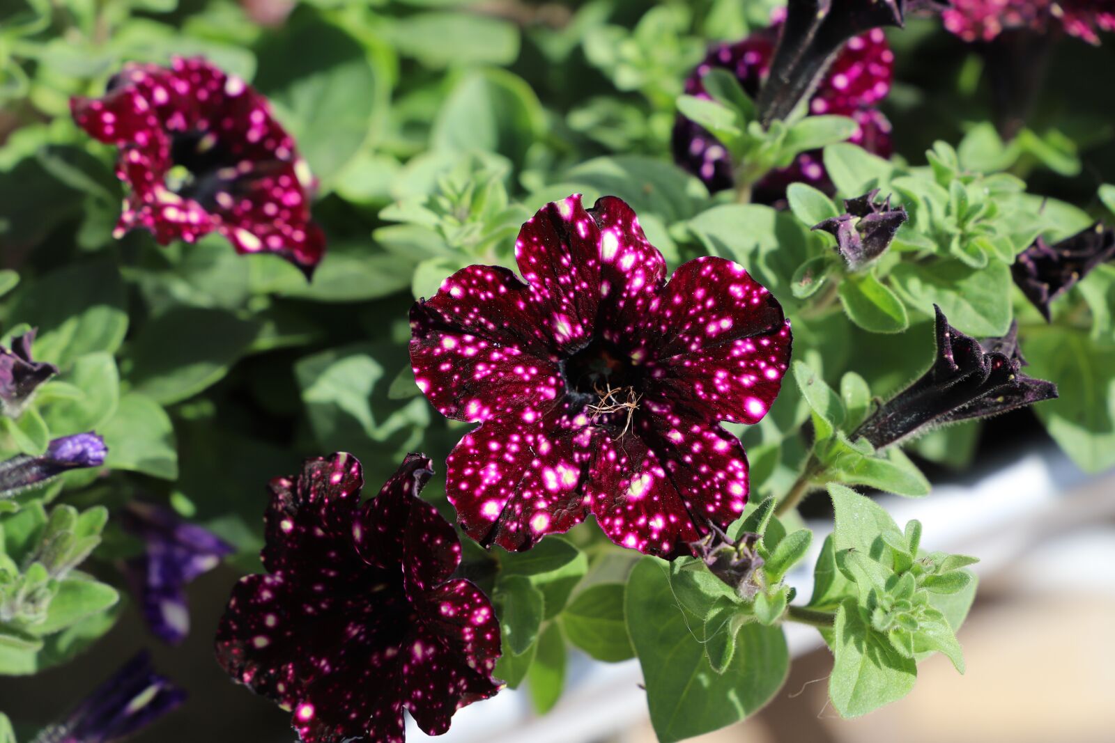 Canon EF 24-105mm F3.5-5.6 IS STM sample photo. Flower, plant, nature photography