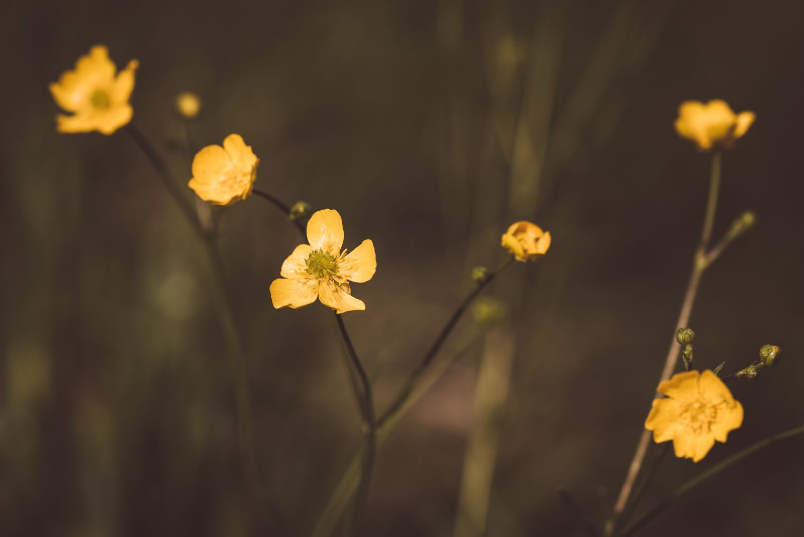 Nikon D750 sample photo. Buttercup, yellow, pointed flower photography