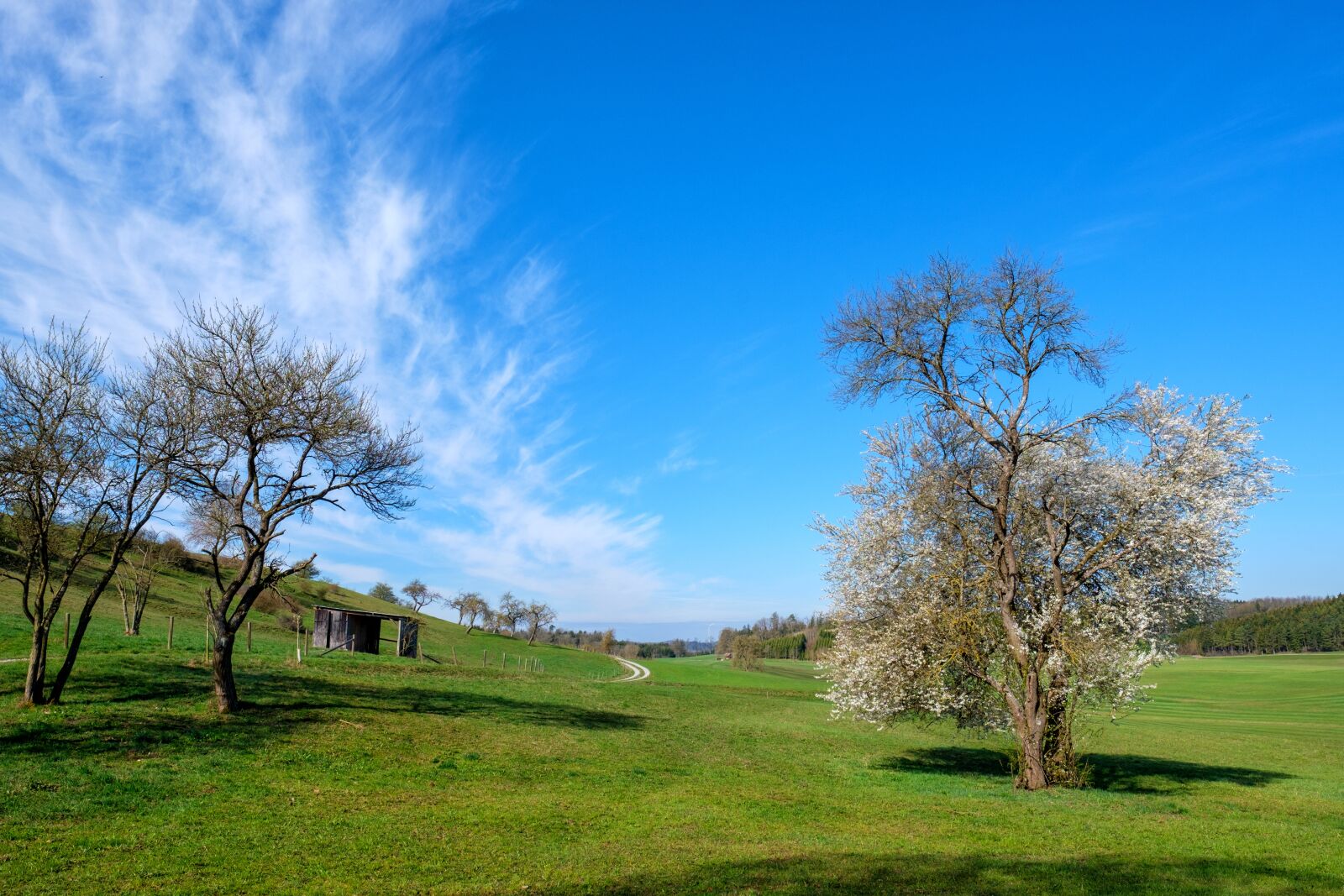 Fujifilm X-T2 + Fujifilm XF 16mm F1.4 R WR sample photo. Spring, tree, meadow photography