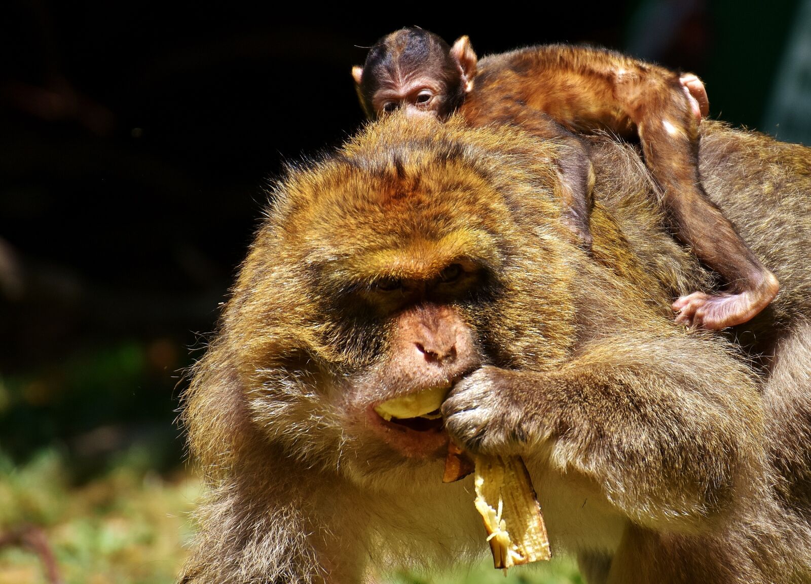 Nikon D7200 sample photo. Ape, baby monkey, barbary photography