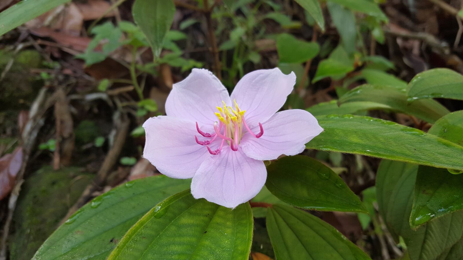 Samsung Galaxy Note5 sample photo. Pink flower, taiwan native photography