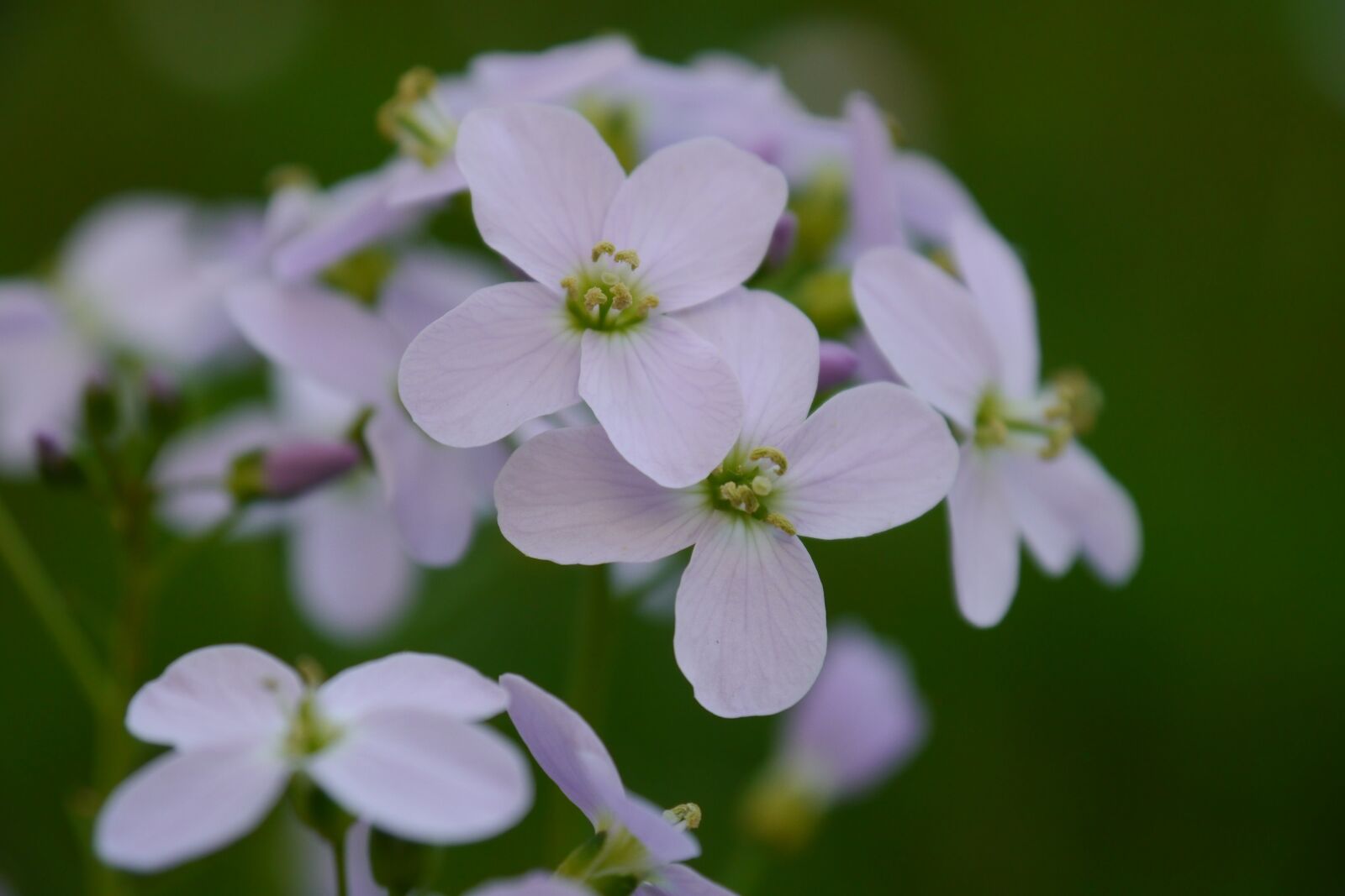 Panasonic Lumix DMC-G5 sample photo. Shepherd's purse, flowers, violet photography