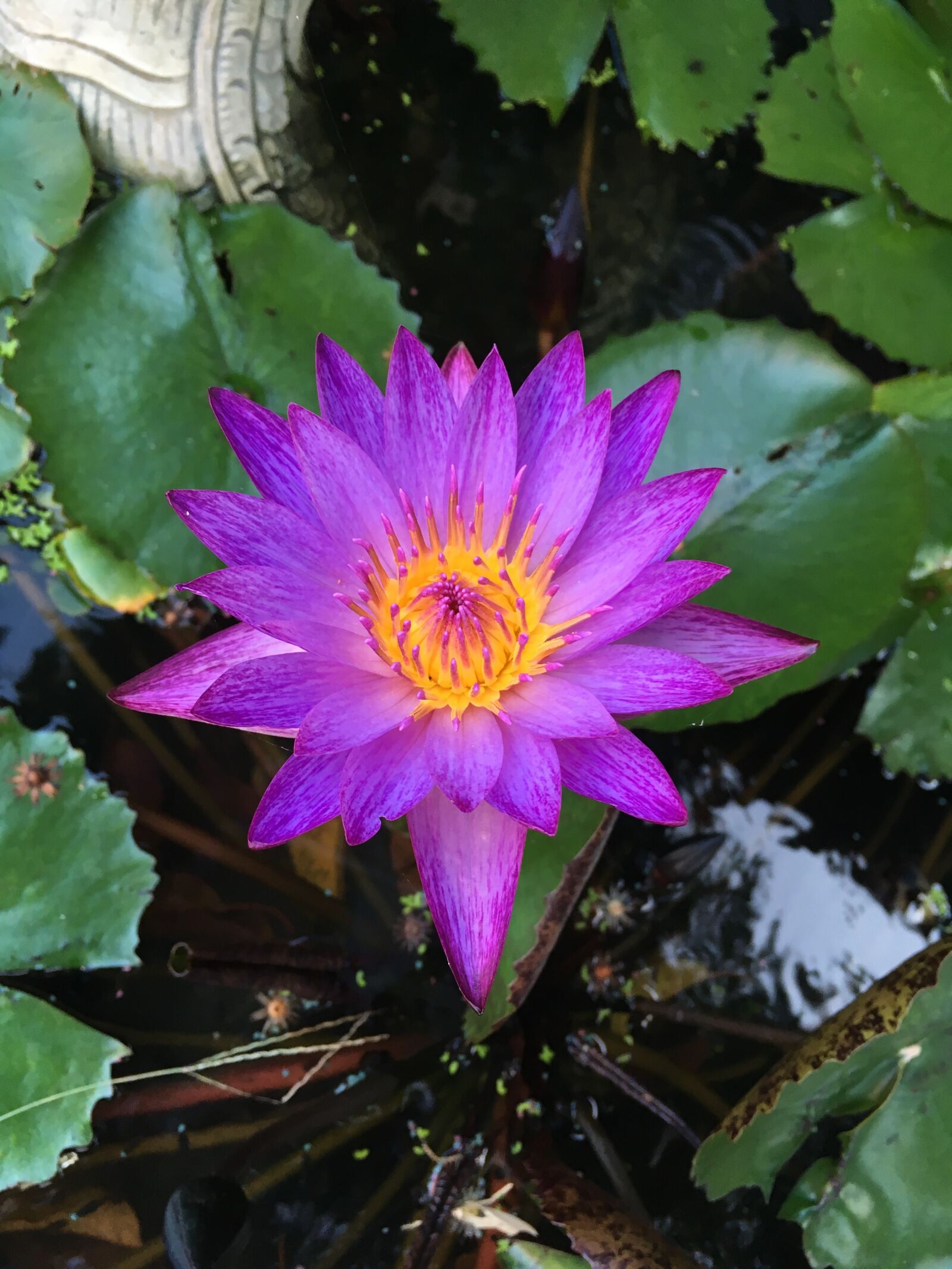iPhone SE back camera 4.15mm f/2.2 sample photo. Flower, lotus, water lily photography