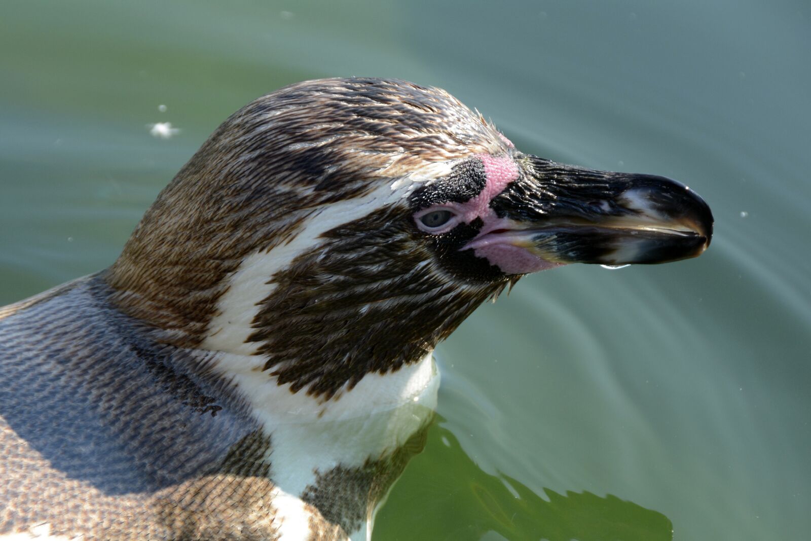 Nikon D7100 sample photo. Penguin, animal, animal world photography