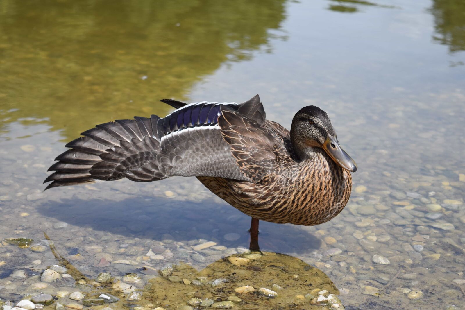 Nikon D3300 sample photo. Lake, bird, wildlife, nature photography