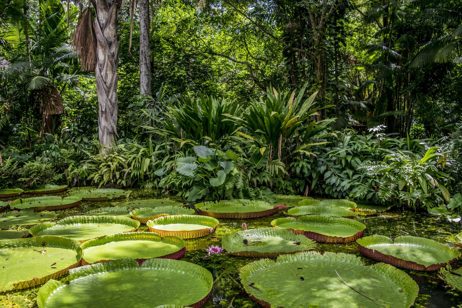 Nikon D5300 sample photo. Amazon, forest, nature photography