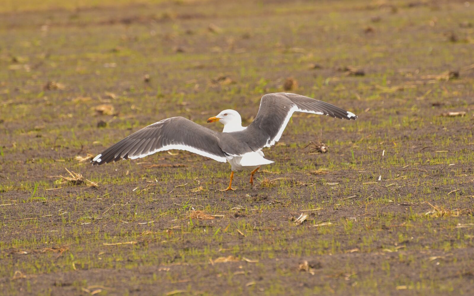 Nikon D750 sample photo. Seagull, eat, nature photography