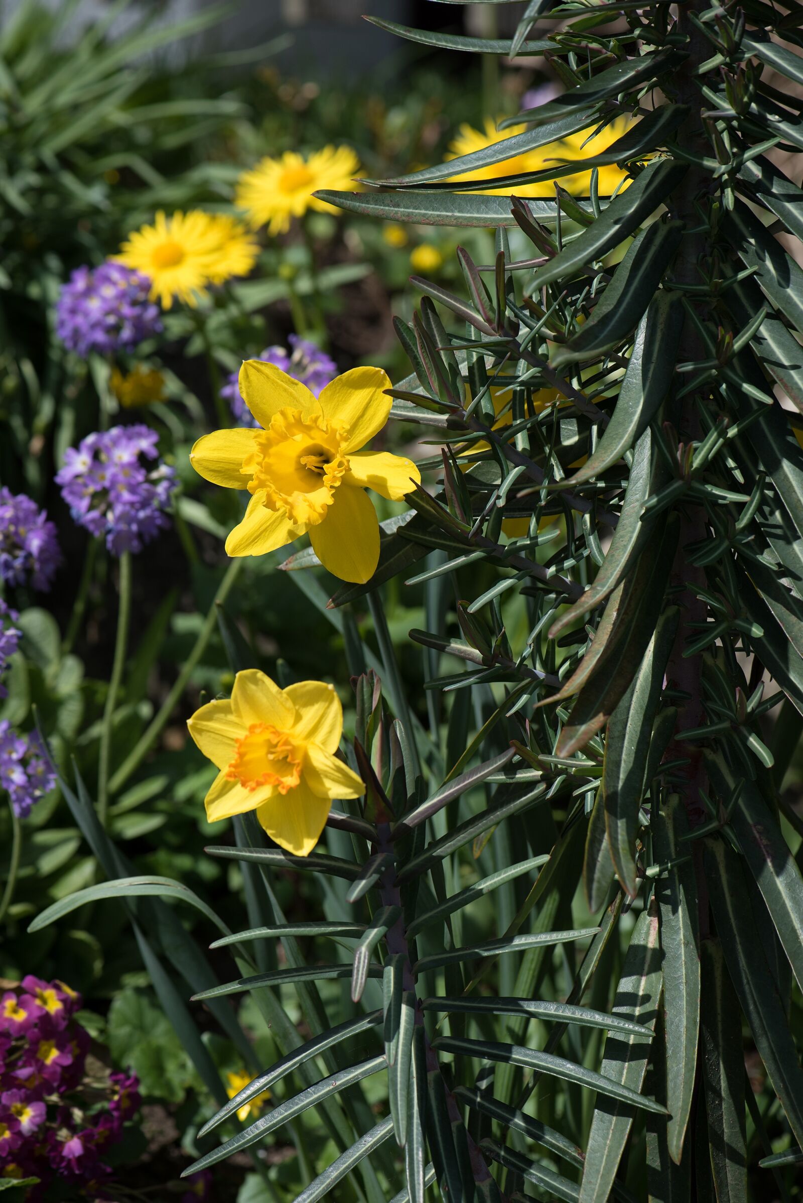 Nikon D750 sample photo. Daffodils, in the garden photography