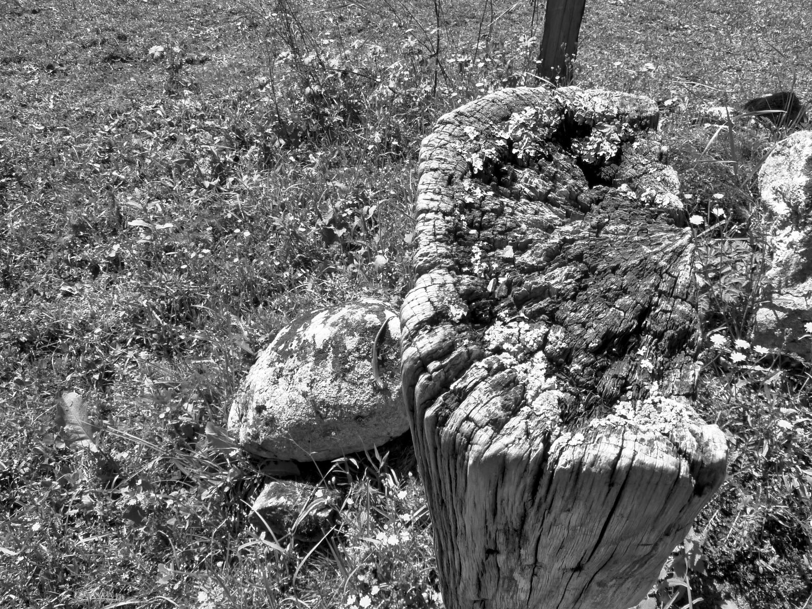 Panasonic Lumix DMC-ZS5 (Lumix DMC-TZ8) sample photo. Wood, black and white photography