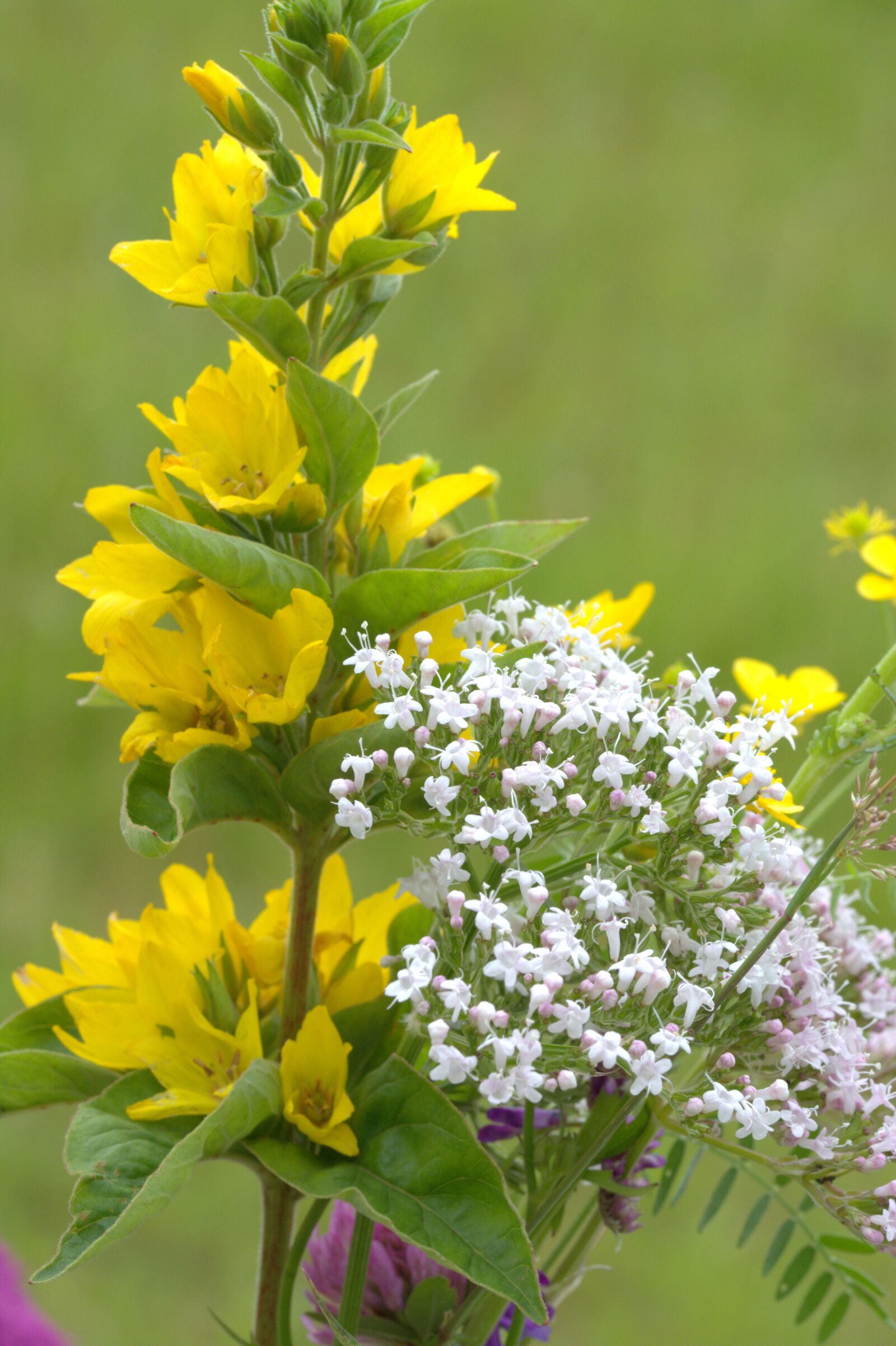 Nikon D5200 sample photo. Flowers, wildflowers, wild flower photography