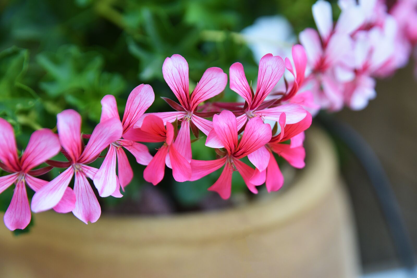 Nikon D750 sample photo. Flower, flora, nature photography