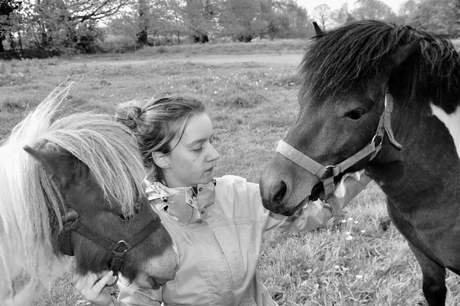 Nikon D5600 sample photo. Ponies, pony with young photography
