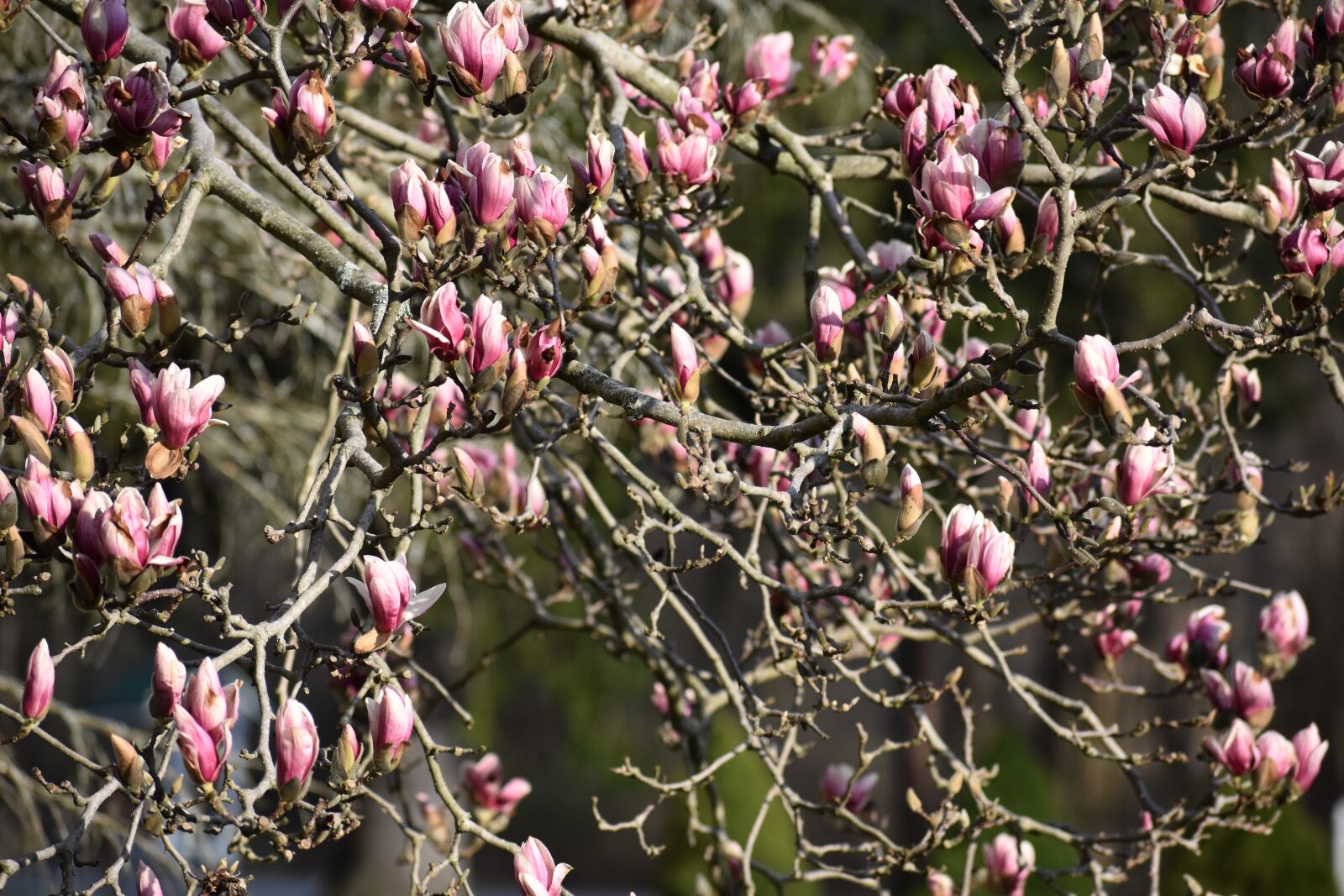 Nikon D3400 sample photo. Magnolia, tree, spring photography