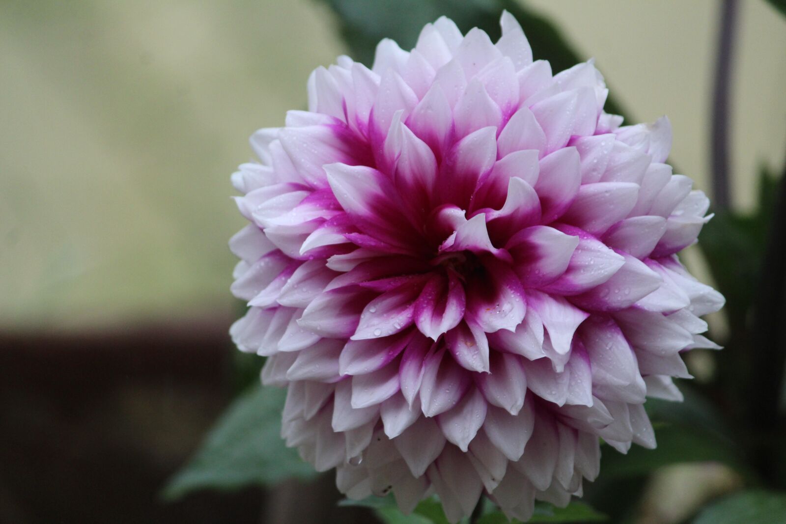 Canon EOS 1200D (EOS Rebel T5 / EOS Kiss X70 / EOS Hi) sample photo. Dahlia, flower, nature photography