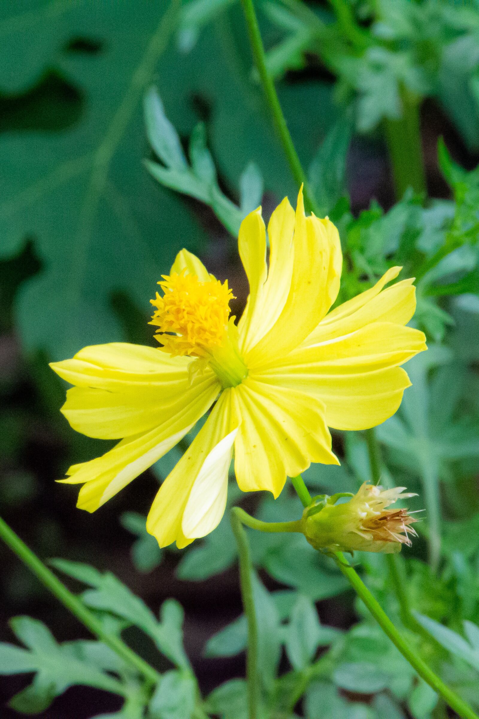 Nikon D3100 sample photo. Macro, sunlight, flower garden photography