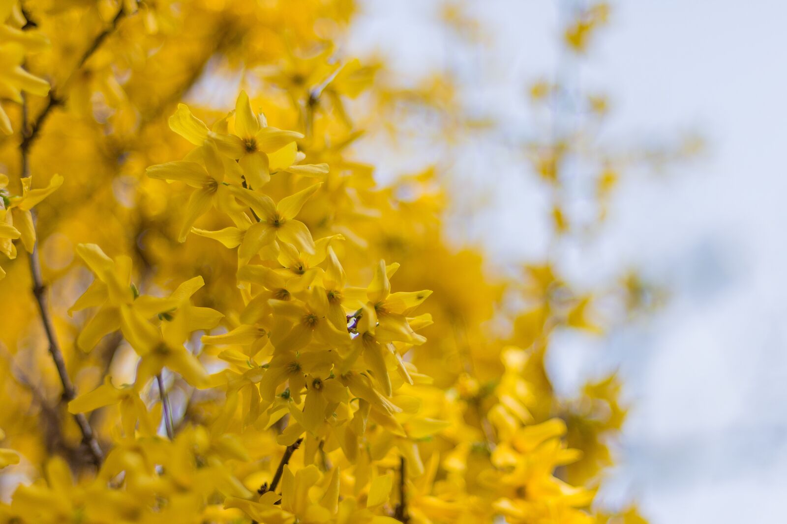 Nikon D7200 sample photo. Bush, yellow shrub, yellow photography