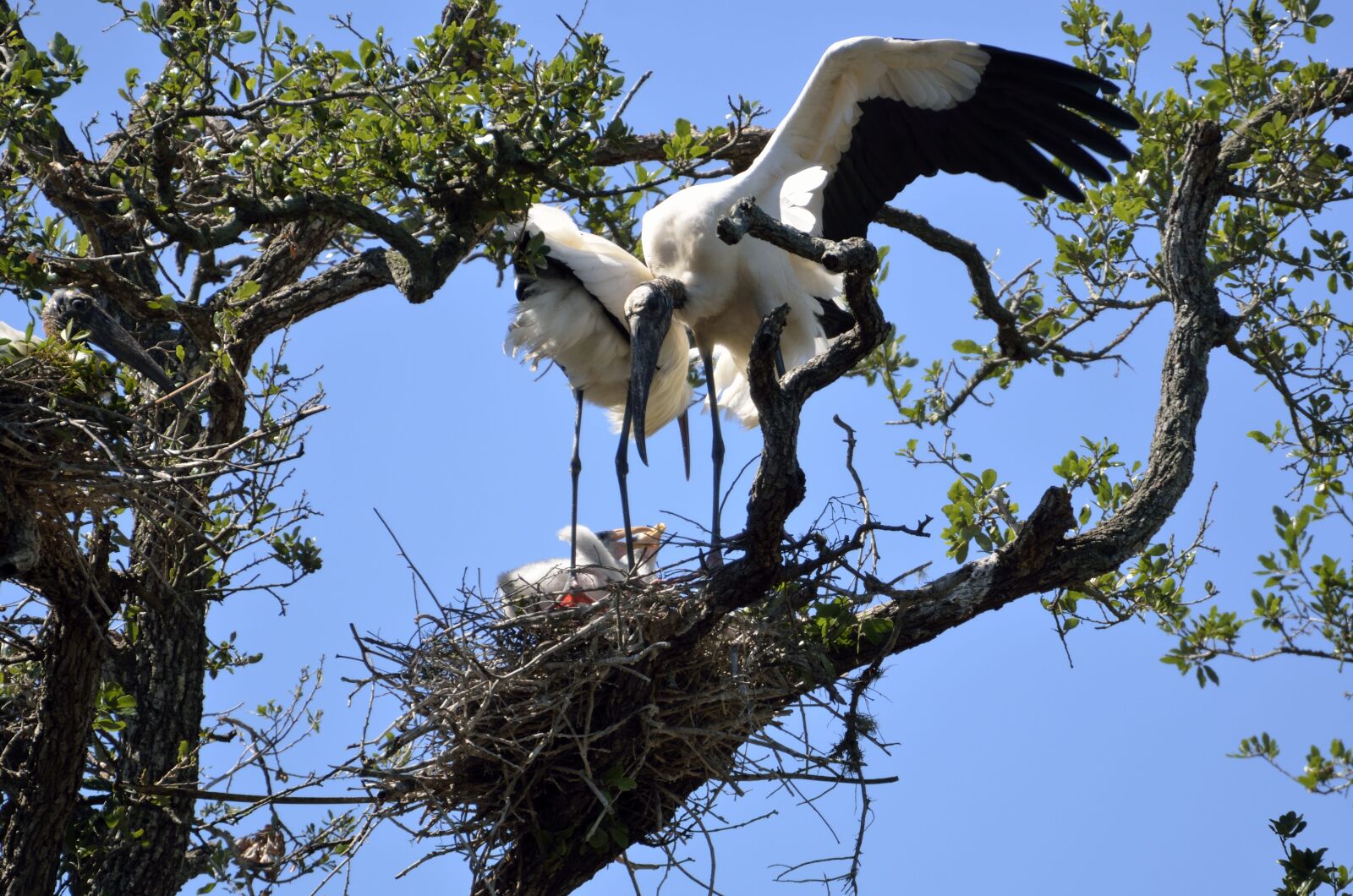 Nikon D7000 sample photo. Wood stork, nesting, stork photography
