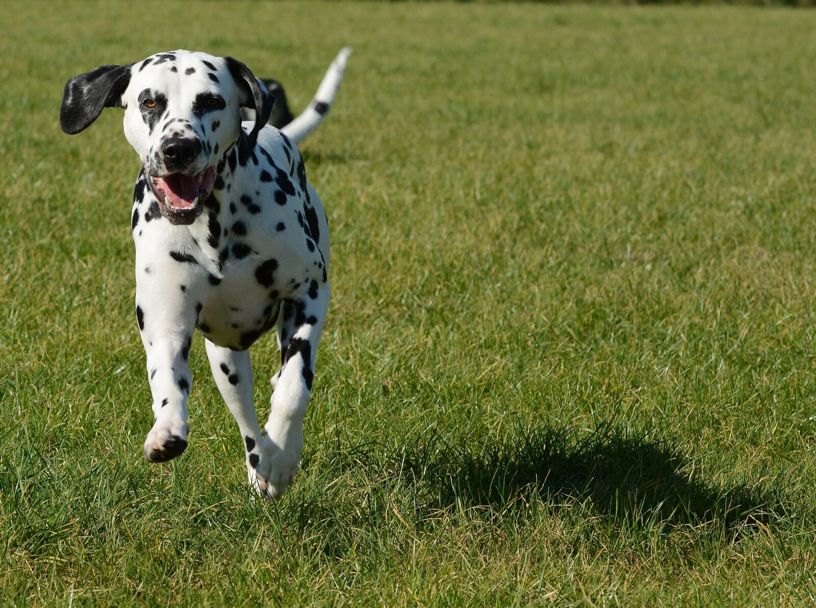 Nikon D7100 sample photo. Dalmatian, dog, animal photography