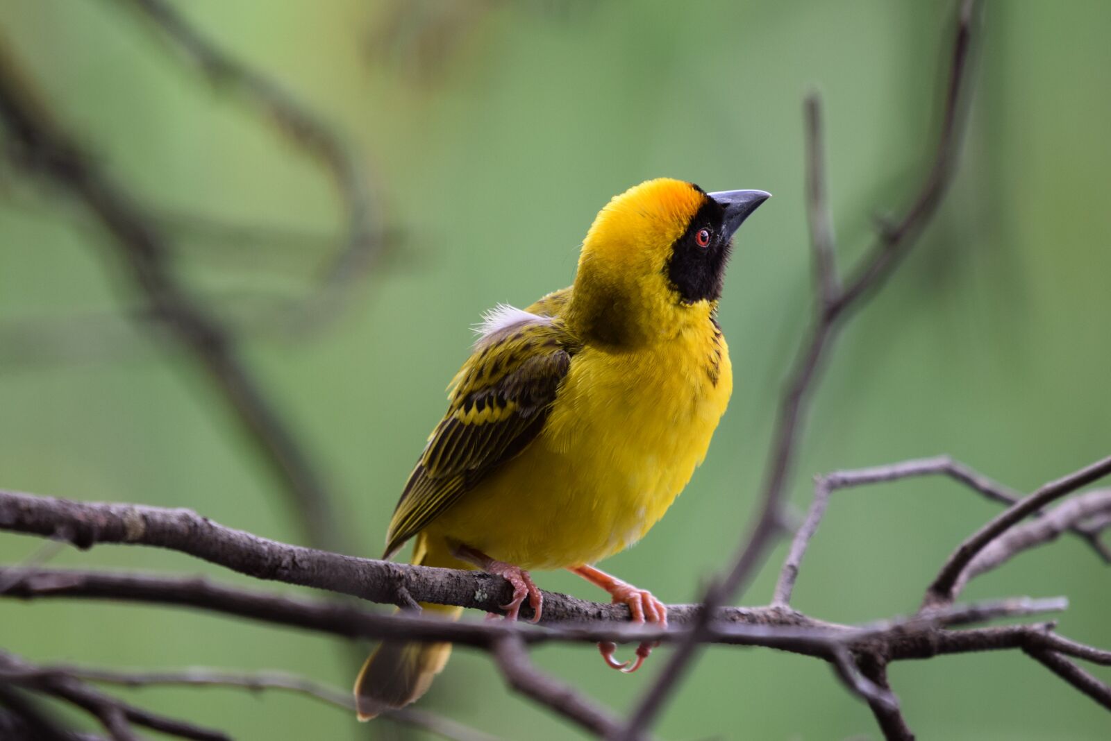 Nikon D5300 sample photo. Weaver, bird, feathers photography