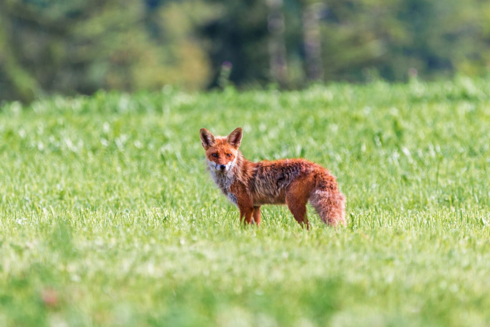 150-600mm F5-6.3 DG OS HSM | Contemporary 015 sample photo. Fuchs, red fox, little photography