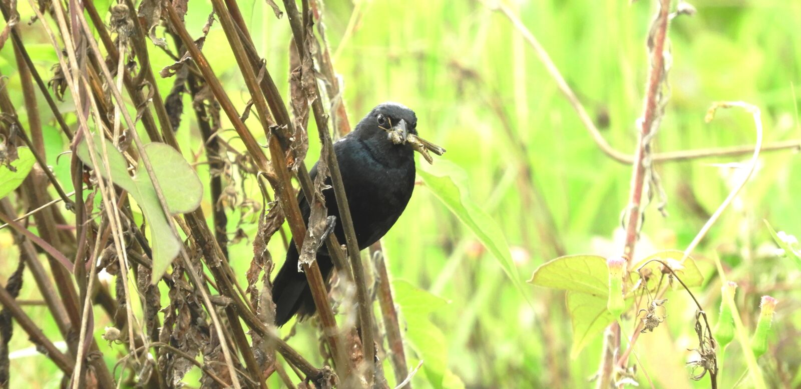 Nikon Coolpix B700 sample photo. Nature, ave, bird photography