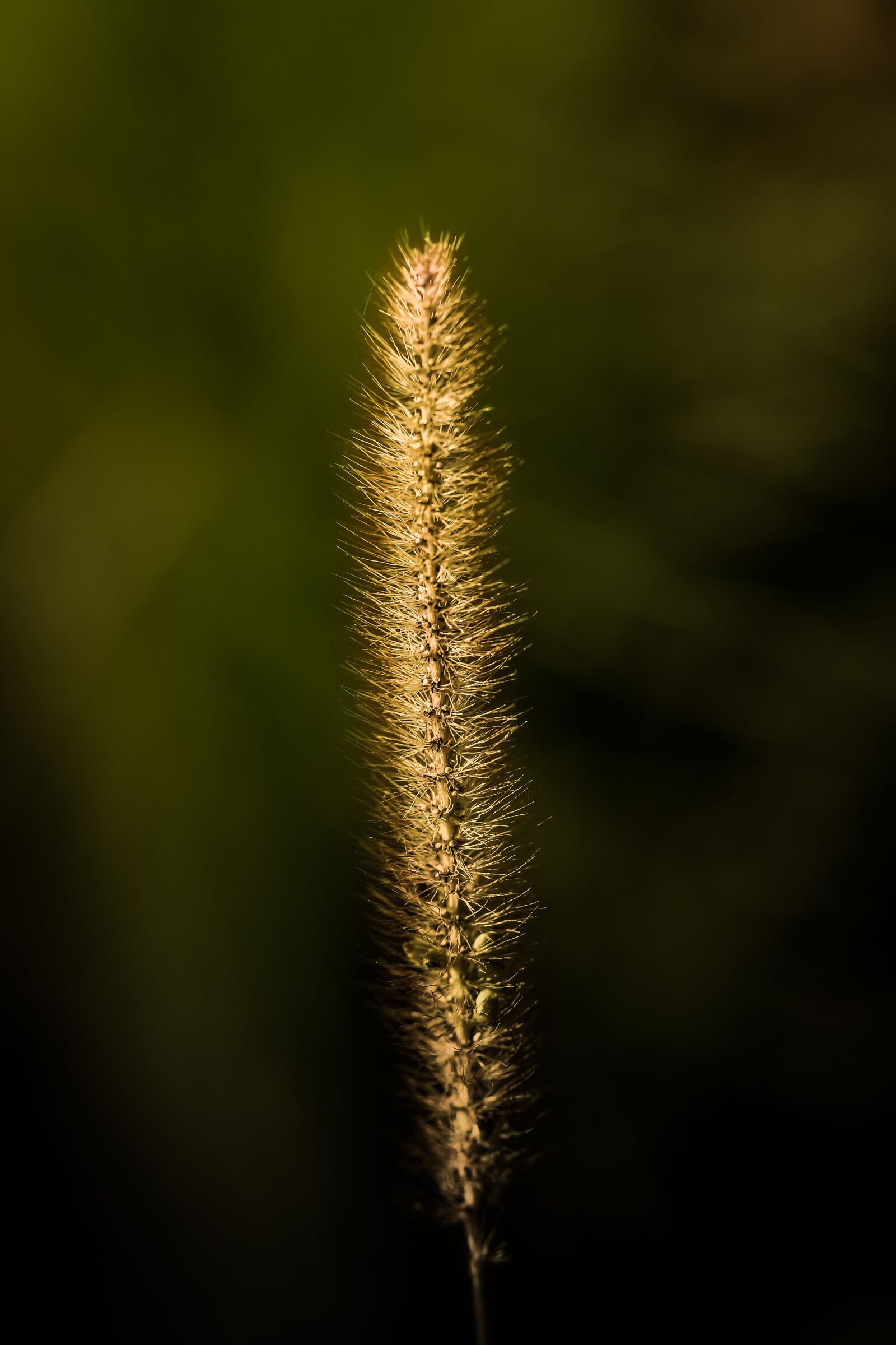 Canon EF 100mm F2.8L Macro IS USM sample photo. Grass, halm, blossom photography