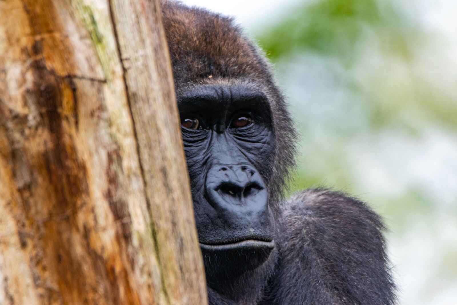 Canon EOS 80D sample photo. Gorilla, animals, nature photography