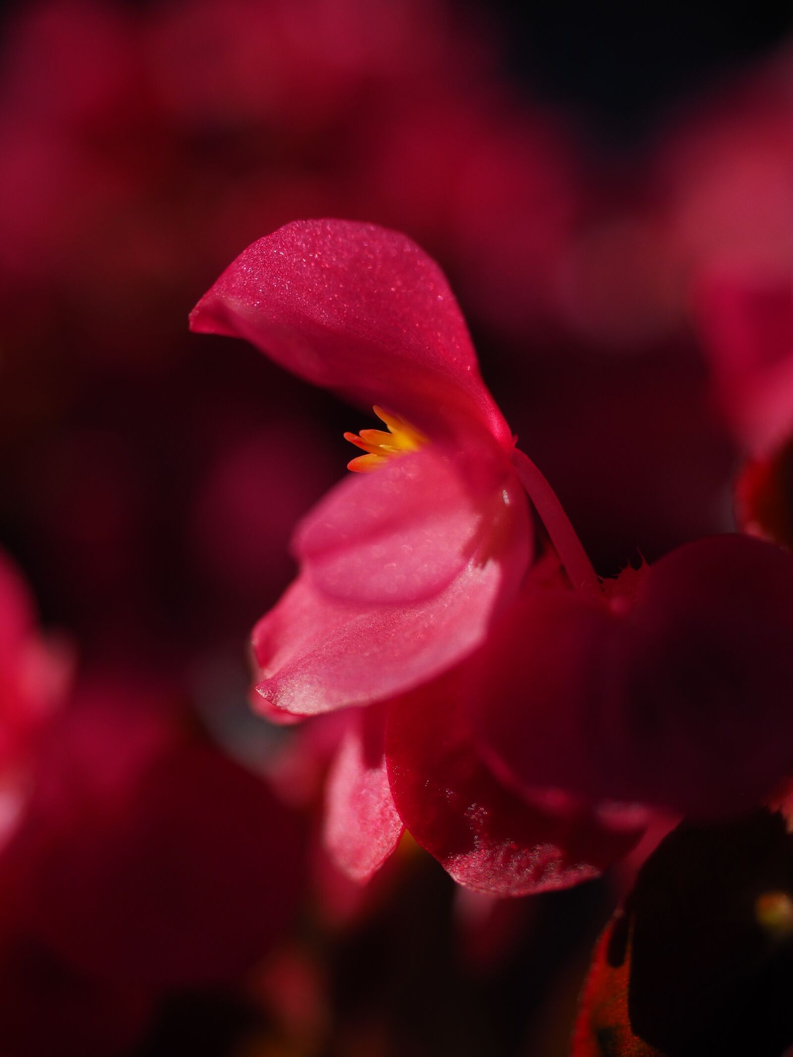 Olympus OM-D E-M1 + Olympus M.Zuiko Digital ED 12-40mm F2.8 Pro sample photo. Blossom, bloom, close up photography