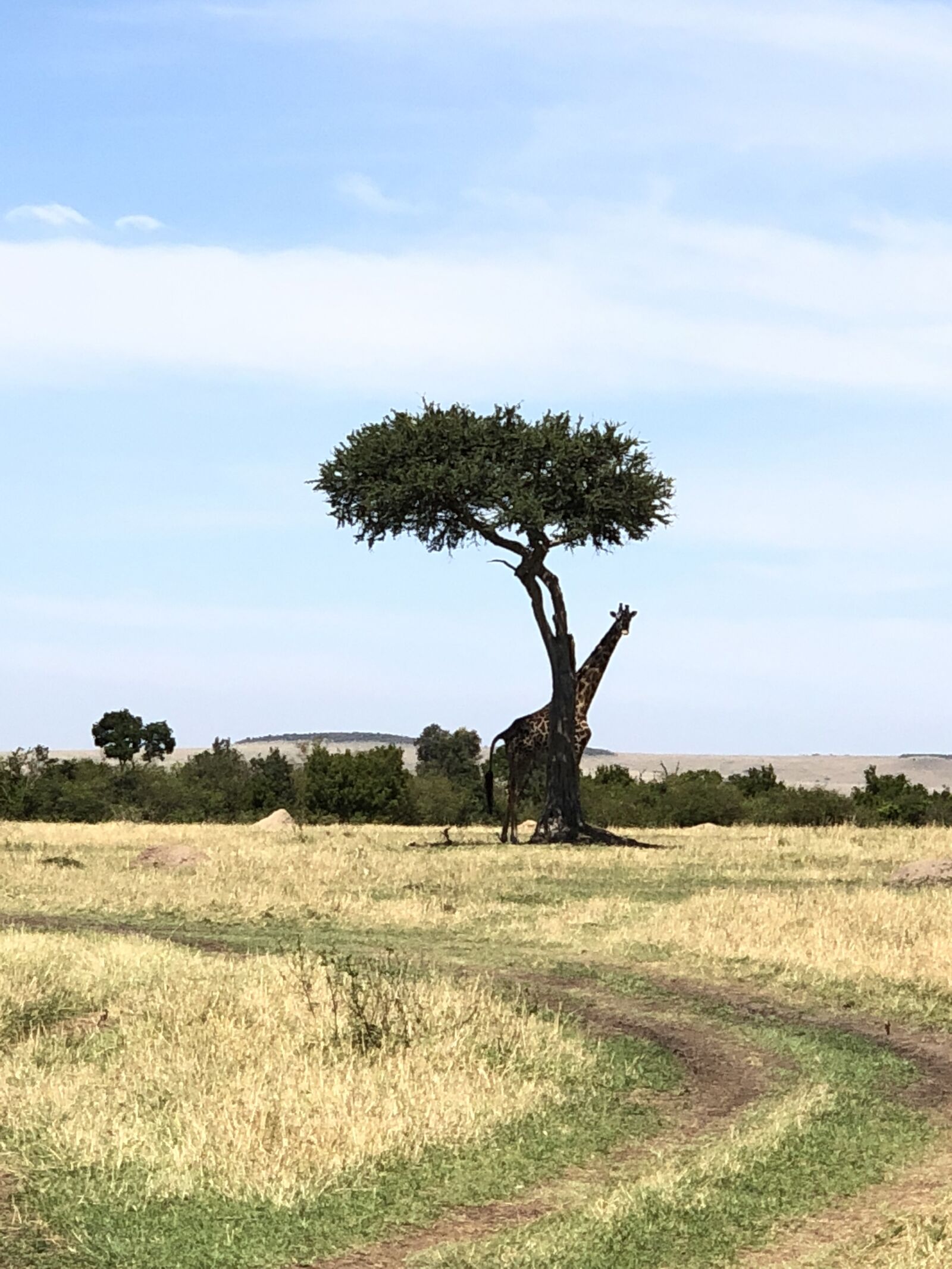 iPhone X back dual camera 6mm f/2.4 sample photo. Giraffe, africa, acacia photography