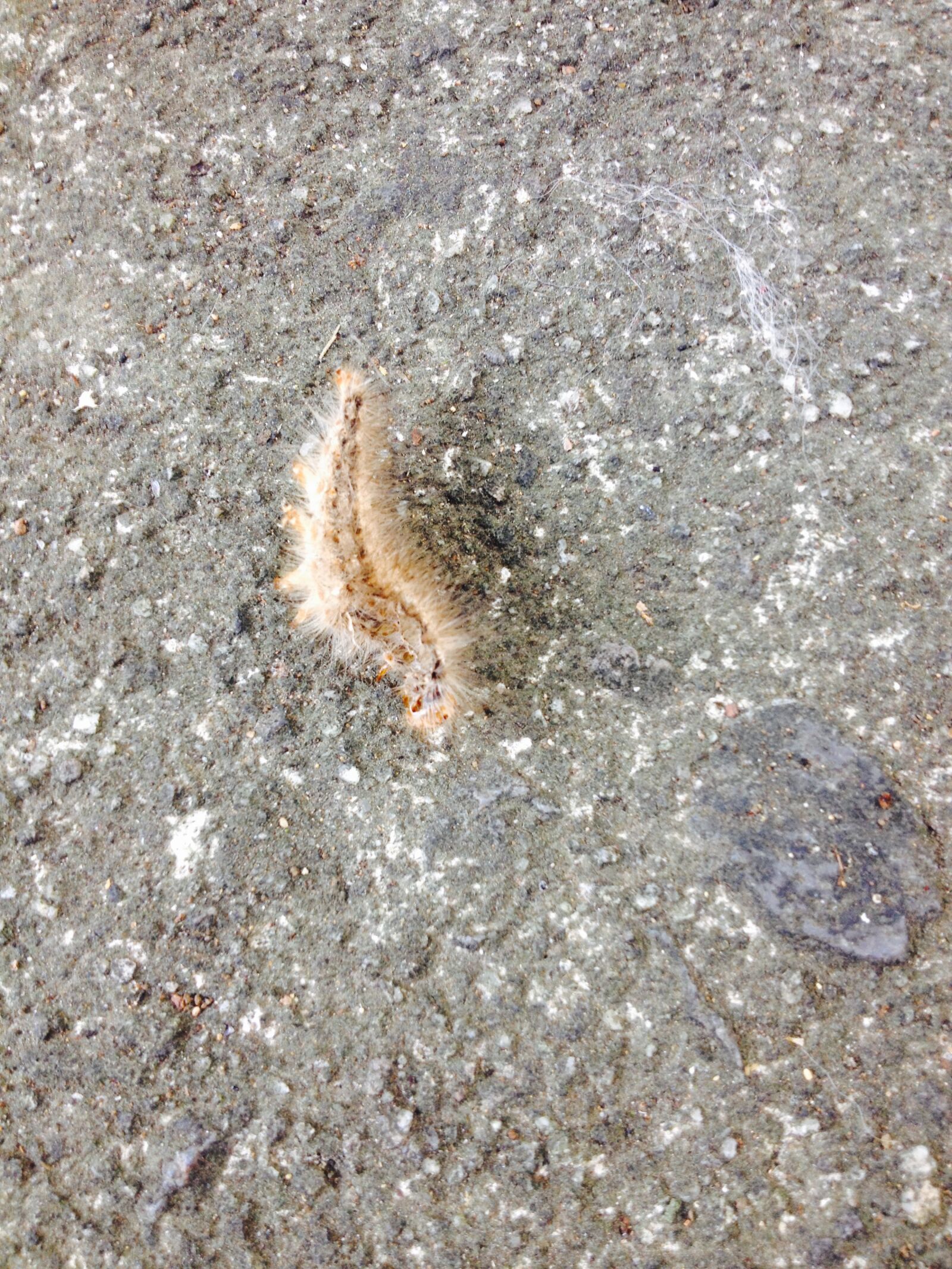 iPhone 4S back camera 4.28mm f/2.4 sample photo. Blur, caterpillar, crawling, insect photography