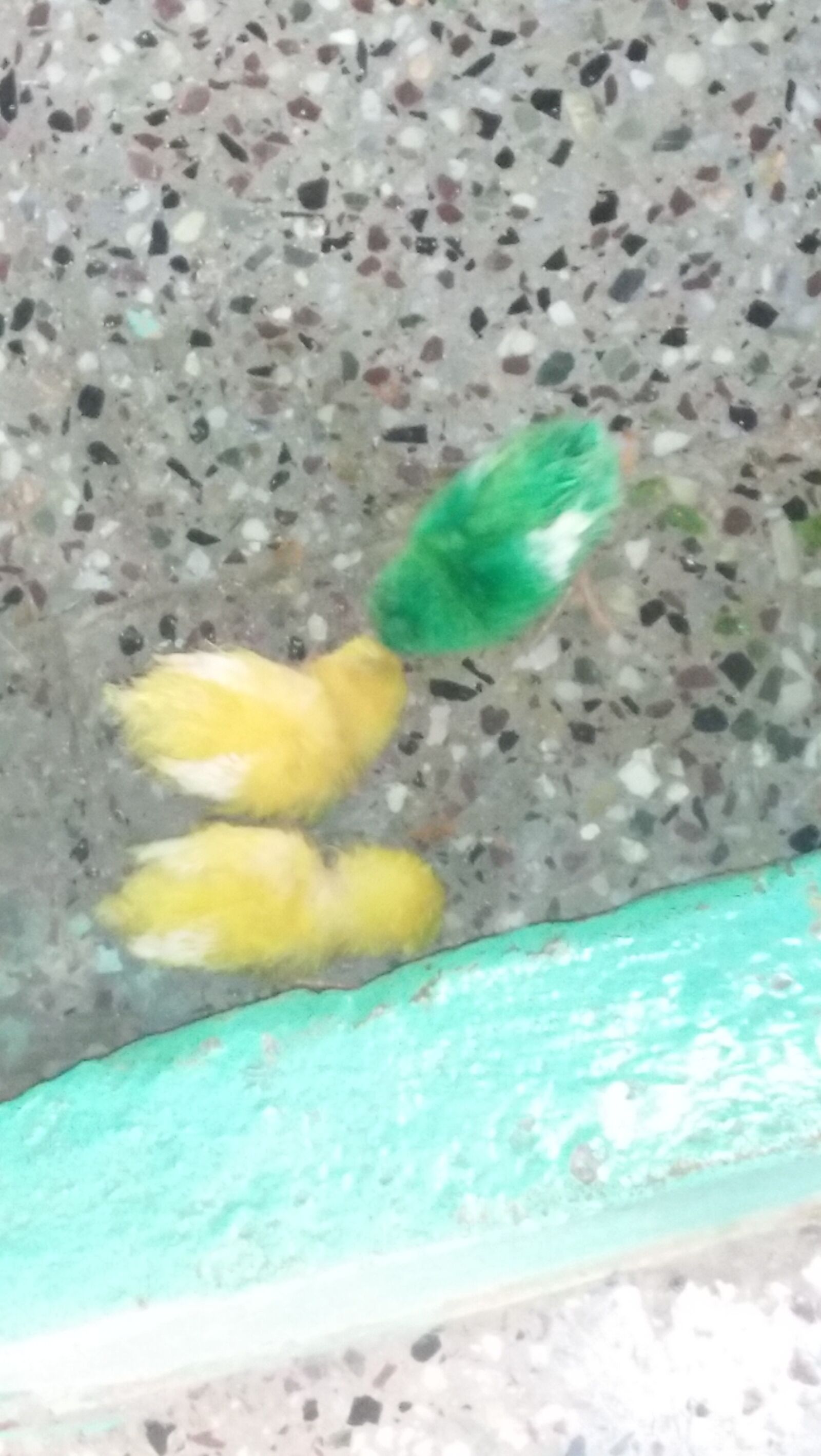 OPPO A37fw sample photo. Yellow, green, chicks photography