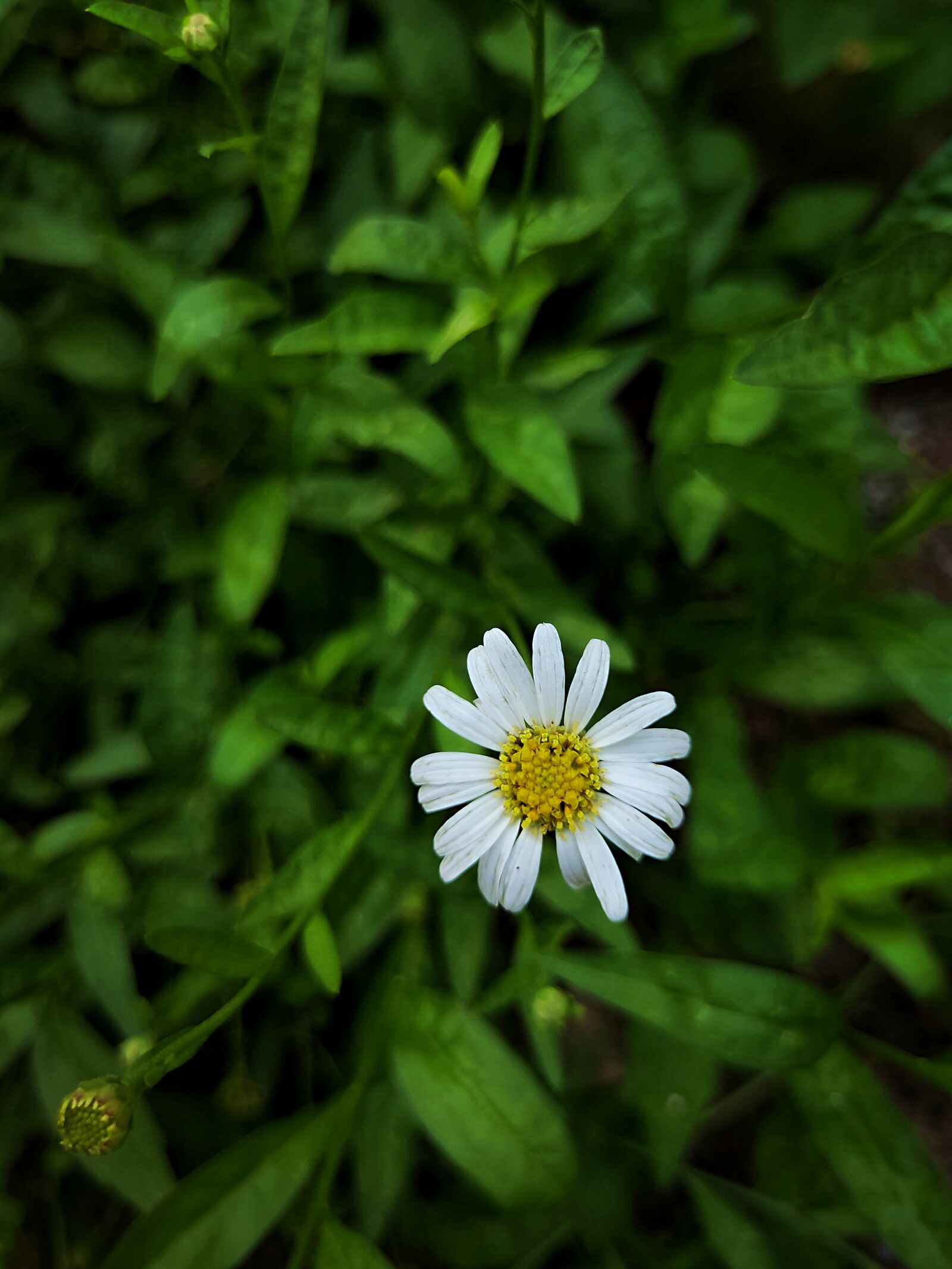 Realme 3 PRO sample photo. Blooming, nature, flower photography