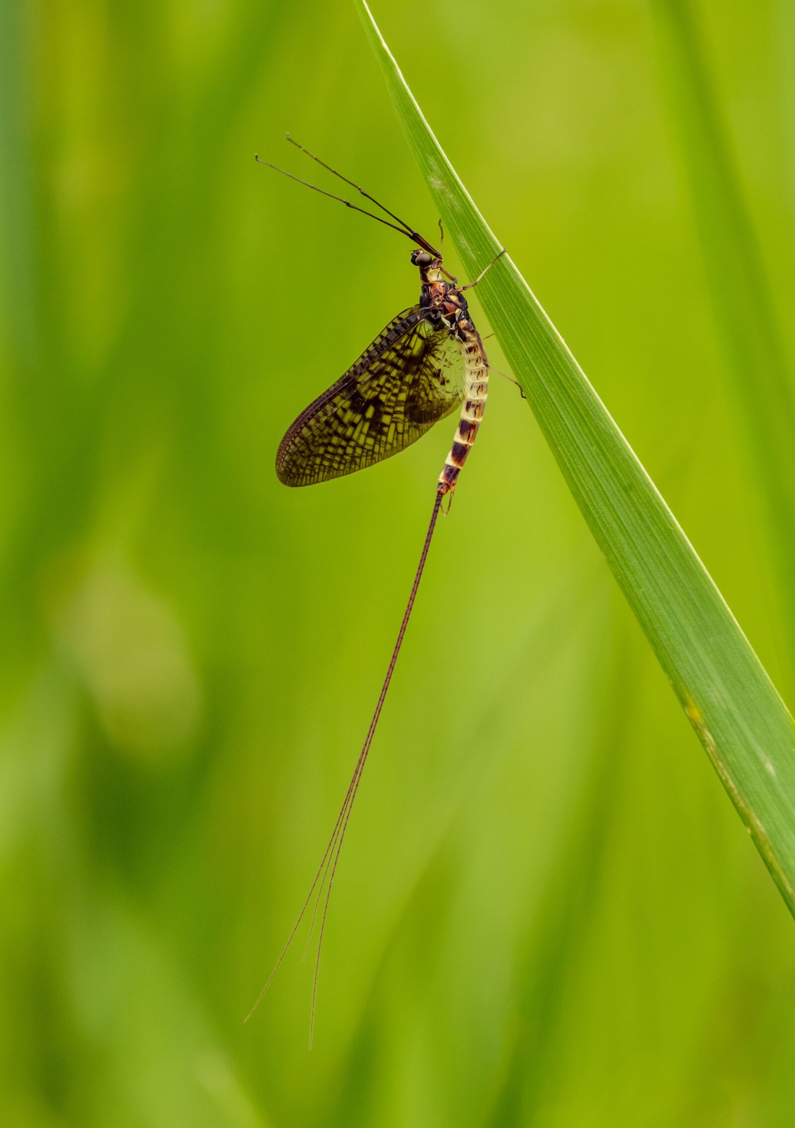 Nikon D800E sample photo. Ephemera, insect, grass photography