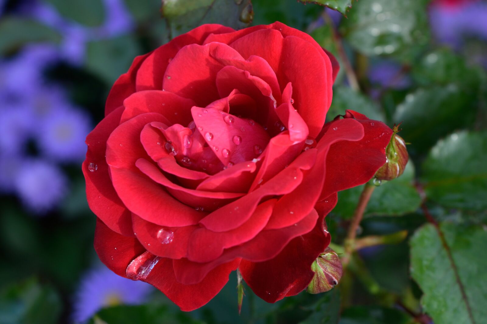 Nikon D3300 sample photo. Rose, flower, blossom photography