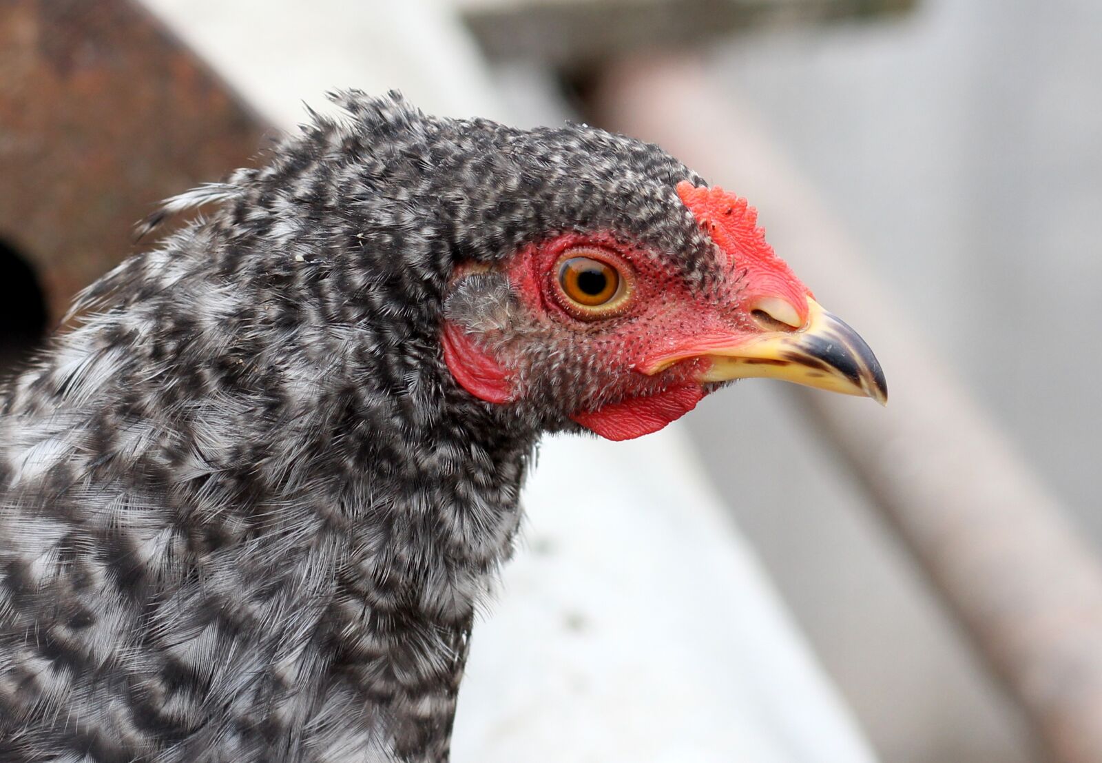 Canon EOS 700D (EOS Rebel T5i / EOS Kiss X7i) + Canon EF 85mm F1.8 USM sample photo. Gaina, portrait, birds photography