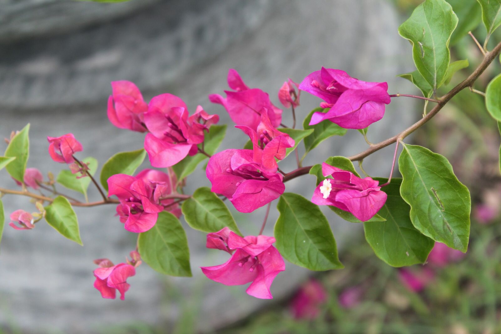 Canon EOS 1300D (EOS Rebel T6 / EOS Kiss X80) sample photo. Flowers, pink, nature photography