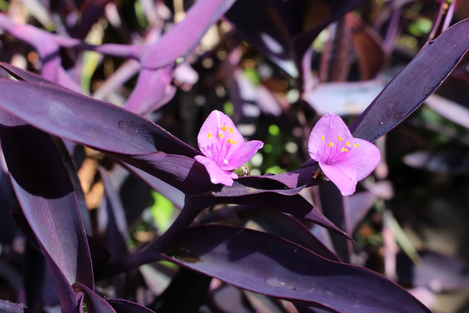 Canon EOS 100D (EOS Rebel SL1 / EOS Kiss X7) sample photo. Flower, purple, duo photography